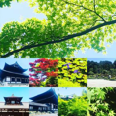 東福寺の青もみじ～一保堂本店の美味しいお茶♪