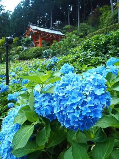 紫陽花の季節ですね♪