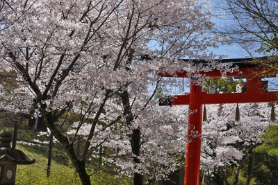 春限定の御朱印