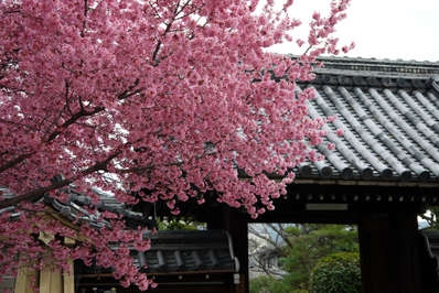春を告げるオカメ桜