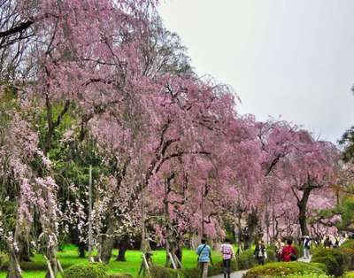 桜のライトアップまもなく始まります！ 