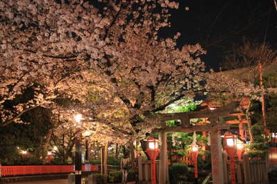 祇園白川の宵桜