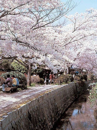 恩返しの桜