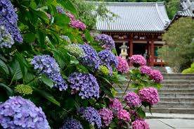 矢田寺 アジサイ園♪♪♪