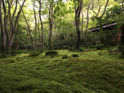 雨の日もおすすめ！嵐山祇王寺