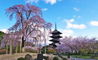2017年春！桜の開花予想がでました