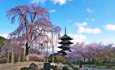 2017年春！桜の開花予想がでました