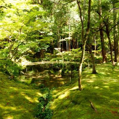 西芳寺(苔寺)へ行ってきました！ 