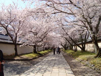 ひと足早い桜情報！