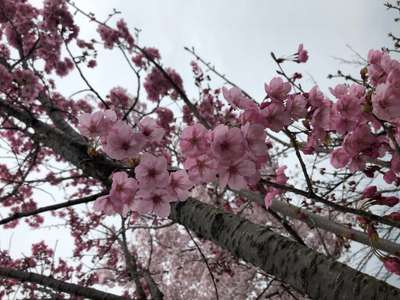 桜シーズン突入！