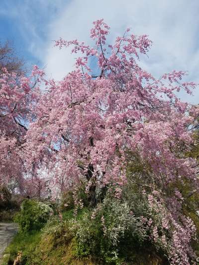 桜