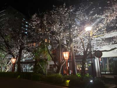 高瀬川沿いの夜桜